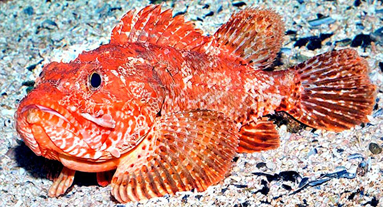 Scorpaena elongata_04.jpg